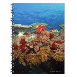 Carnet Récif des coraux