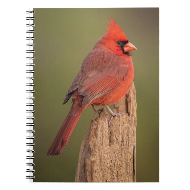 Carnet Red Cardinal  (Devant)