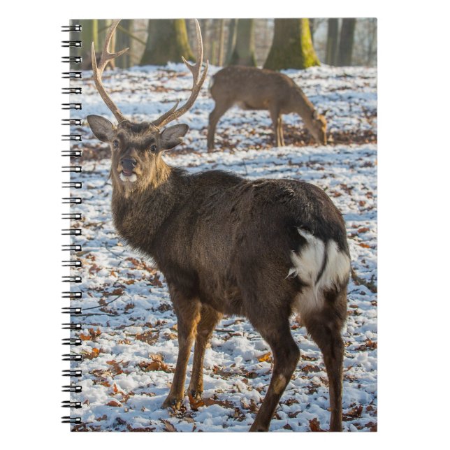Carnet Red Deer en neige (Devant)