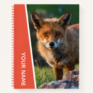 Carnet Red Fox Closeup Portrait photo Sunset Australie