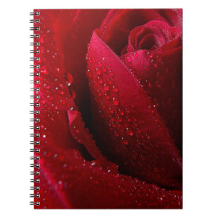 Carnet Red Macro Rose with Water Droplets