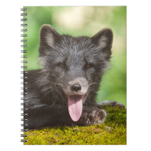 Carnet Renard arctique au repos