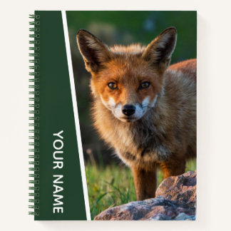 Carnet Renard Rouge Doré Photo de près, Australie, Vert