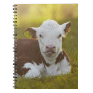 Carnet Repos de veau