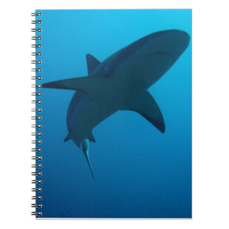Carnet Requin des Caraïbes de récif