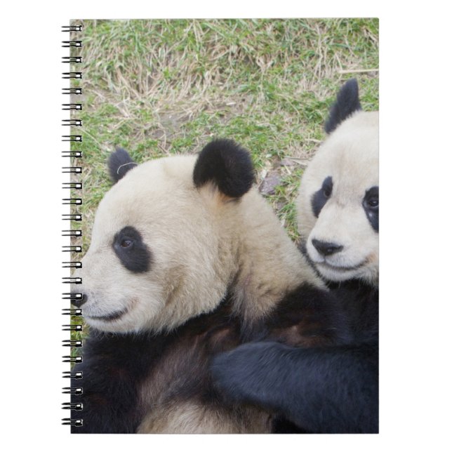 Carnet Réserve de Wolong, Chine, Panda géant embrassant (Devant)