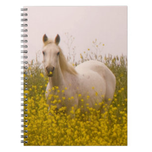 Carnet Ressort