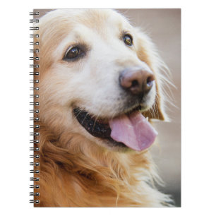 Carnet Rétife d'or, Chien, Chien heureux