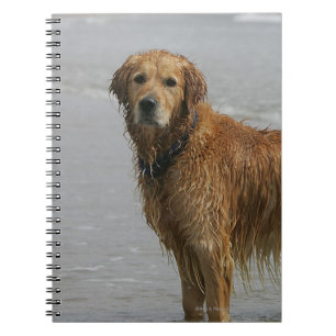 Carnet Retreiver d'or en mer
