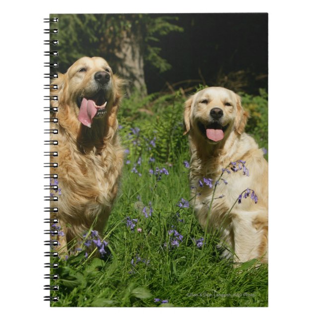 Carnet Retreivers d'or dans l'herbe (Devant)
