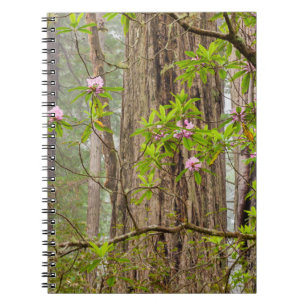 Carnet Rhododendrons en fleurs Redwoods State Park,CA