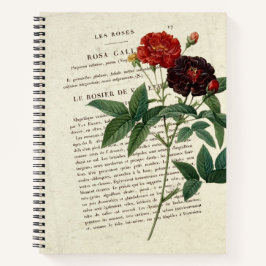 Carnet Rosa gallica Van Eeden Gardener