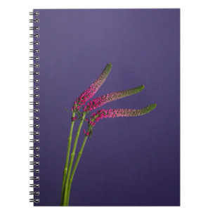 Carnet rose