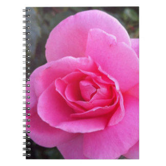 Carnet - rose de rose