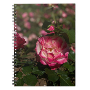 Carnet Rose et Rose blanche