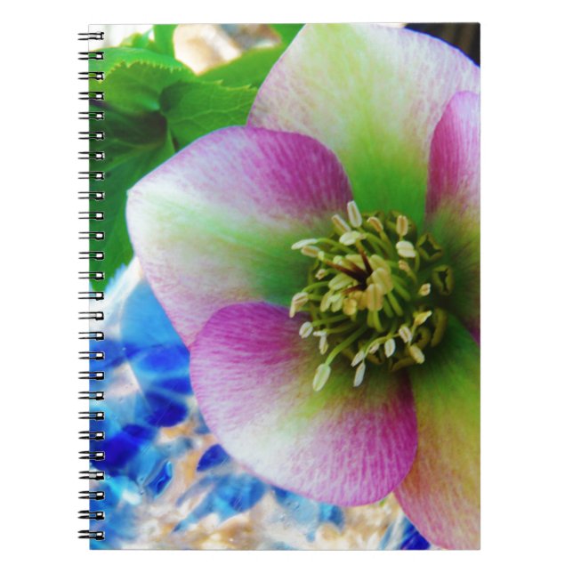 Carnet Rose rose carême bleu boule de verre (Devant)