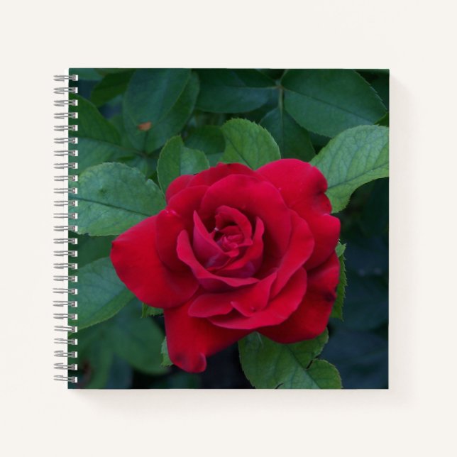 Carnet Rose rouge de près (Devant)