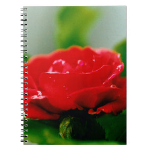Carnet Rose rouge du matin recouverte de gouttes de rosée