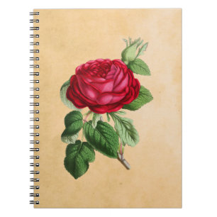 Carnet Rose rouge vintage sur Faux Tan Parchment Arrière