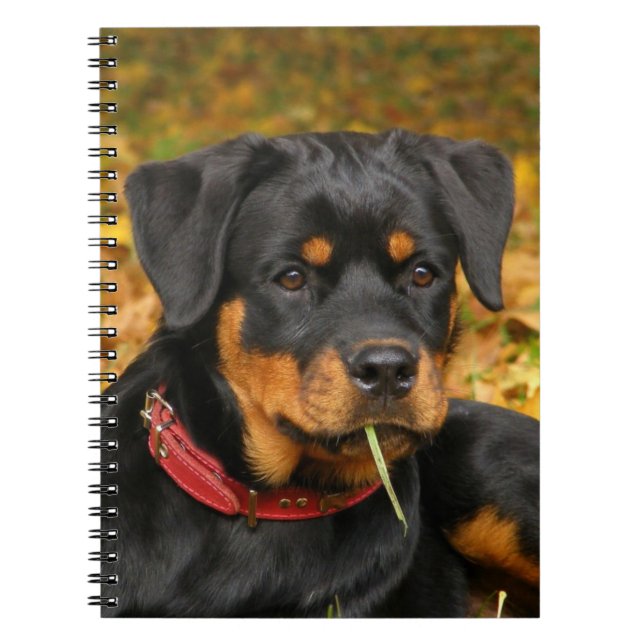 Carnet Rottweiler Pup Allongé Sur Le Terrain Dans La Forê (Devant)