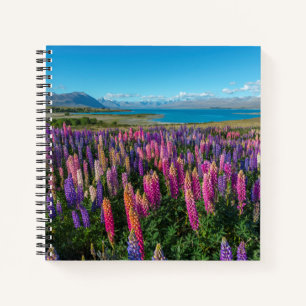 Carnet Russle Lupines au lac Tekapo   Nouvelle-Zélande