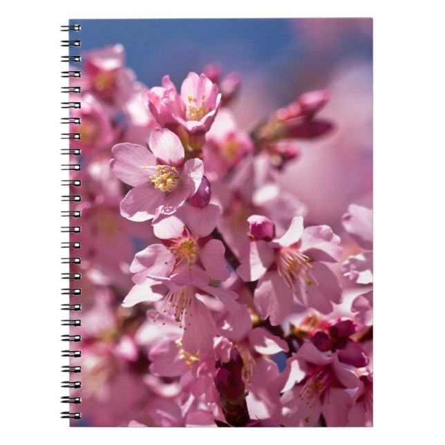 Carnet Sakura Cherry Blossoms embrassés par Sunlight (Devant)