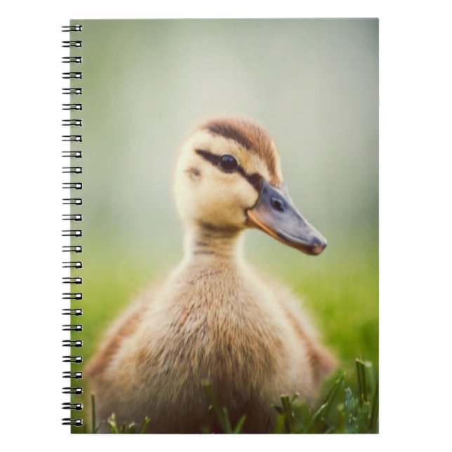 Carnet Se pencher de Mallard de bébé (Devant)