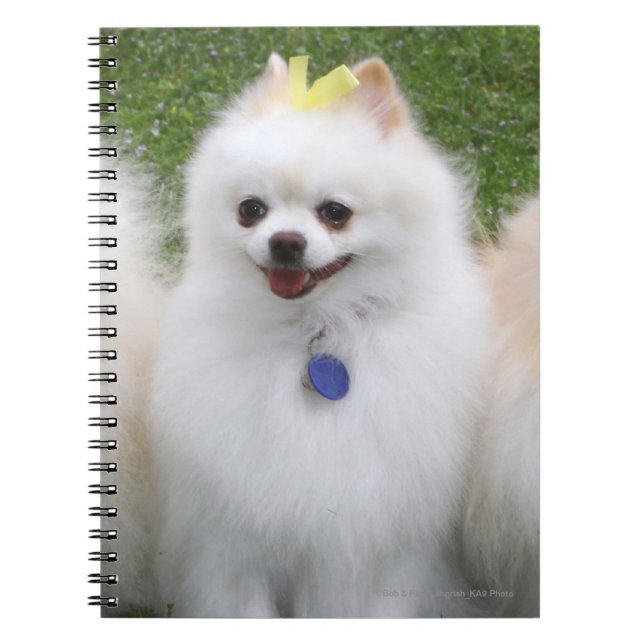 Carnet Séance de 3 Pomeranians (Devant)