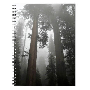 Carnet Séquoia géantes dans le brouillard, CA