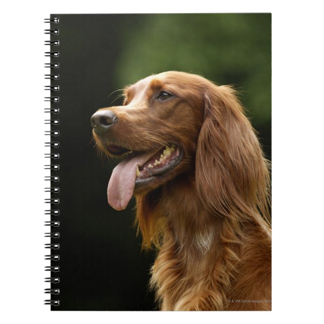 Carnet Setter 2 irlandais (Devant)