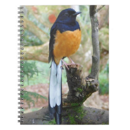 Carnet Shama Bird mâle à rames blanches