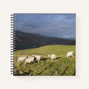 CARNET SHEEP DE MONTAGNE