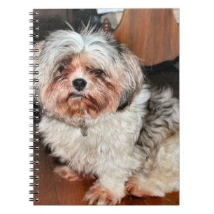Carnet Shih Tzu