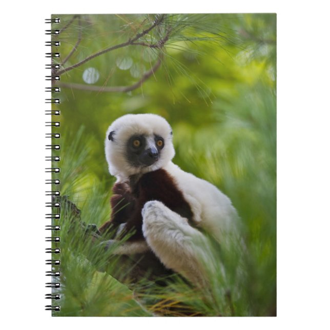 Carnet Sifaka de Coquerel dans la forêt 2 (Devant)