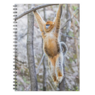 Carnet Singe roux à nez camus se balançant sur une branch