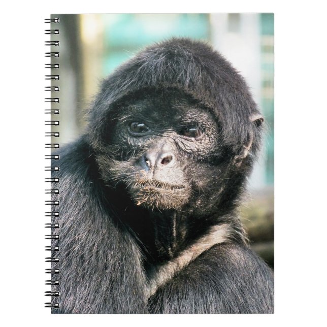 CARNET SINGES (Devant)