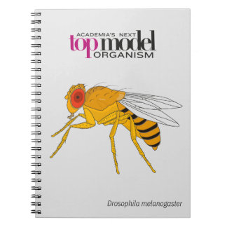 Carnet spiral de Drosophila