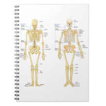 Squelette humain marqué diagramme d'anatomie