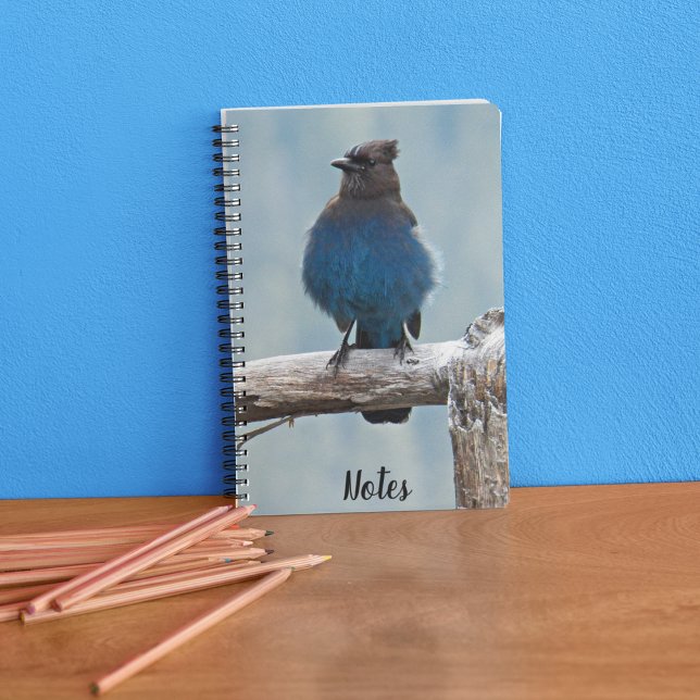 Carnet Steller's Jay Bird Photo (In Situ)