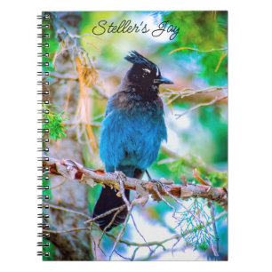 Carnet Steller's Jay - Photographie originale