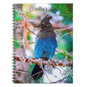 Carnet Steller's Jay - Photographie originale