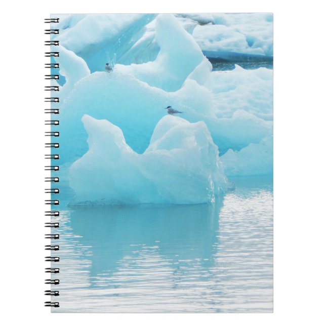 Carnet Sternes de Jökulsárlón (Devant)