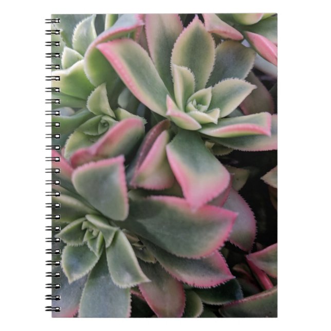 Carnet Succulent (Devant)