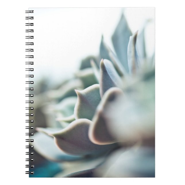 Carnet Succulent d'Echeveria (Devant)