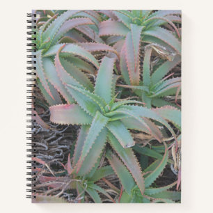 Carnet Succulentes du Nevada