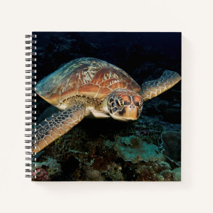 Carnet Sulawesi Tortue marine verte