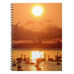 Carnet Swans dans le lac au coucher du soleil