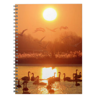 Carnet Swans dans le lac au coucher du soleil