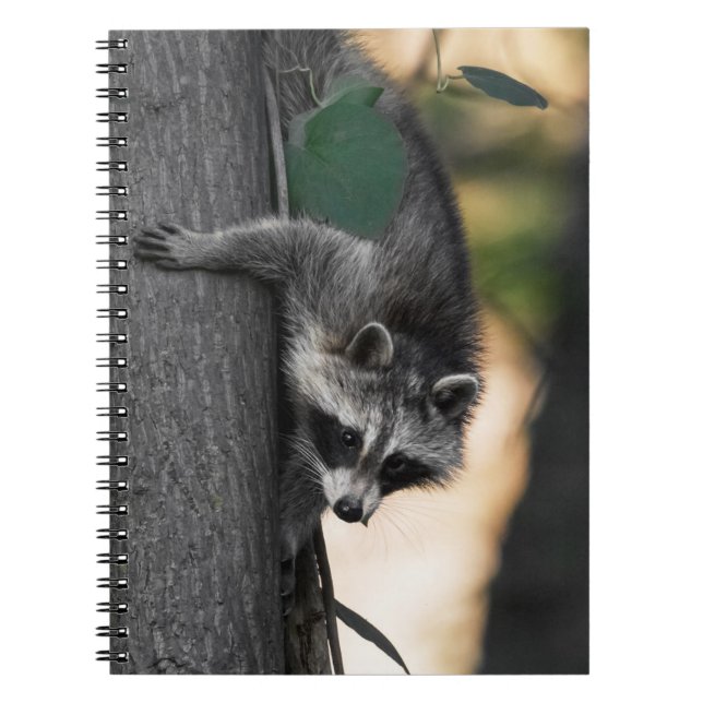 Carnet Sweet Baby Raccoon (Devant)