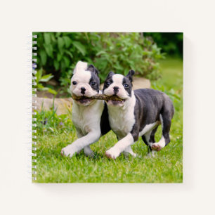 Carnet Sympa drôles Boston Terrier chiens chiots jouer -